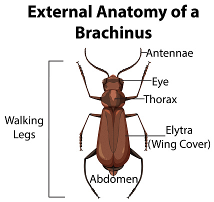 External Anatomy of a Brachinus on white background illustration