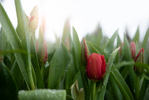 Red orange tulip flowers with raindrops on petals after raining with green leaf, blurred and bokeh background in tulip field in the morning with copy space for season greeting card, spring background