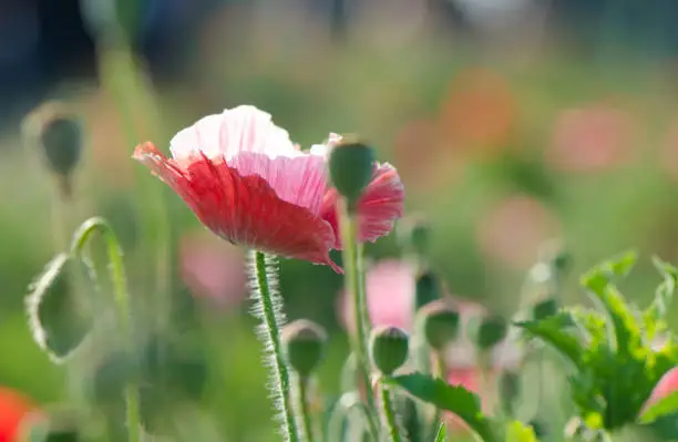 Pink poppy in the field with blurred background.