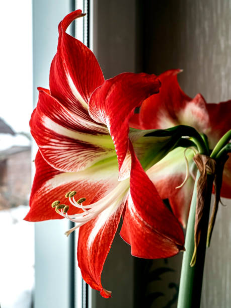istock large red Amaryllis flowers bloom on the windowsill 1312228081