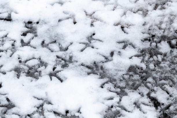 눈 속에서 닭 발자국 - snow footprint winter animal track 뉴스 사진 이미지
