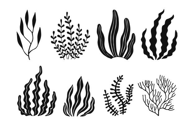 ilustrações de stock, clip art, desenhos animados e ícones de set of seaweed icons. marine plants are isolated. - underwater abstract coral seaweed