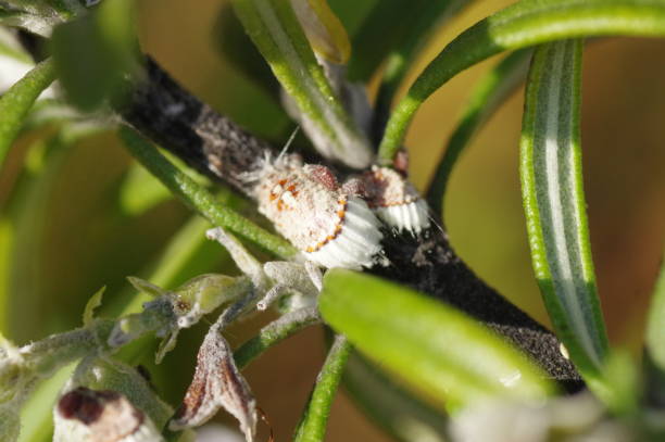 skala insekt (cottony kissenskala) auf rosmarin baum - scale insect stock-fotos und bilder