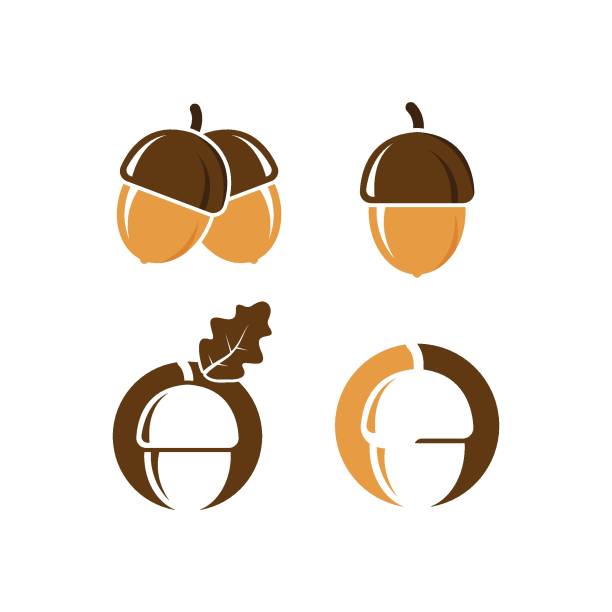 ilustraciones, imágenes clip art, dibujos animados e iconos de stock de diseño de ilustración vectorial de bellota de roble - acorn