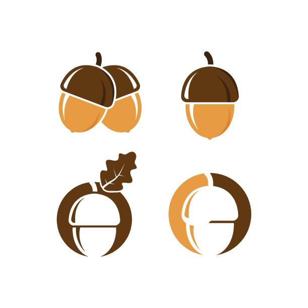 oak acorn vector illustration design oak acorn vector illustration design template acorn stock illustrations