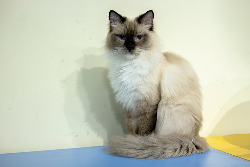 Female Thai cat sitting on fur thoughtful horizontal