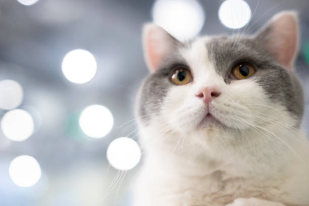 cute domestic purebred shorthair cat