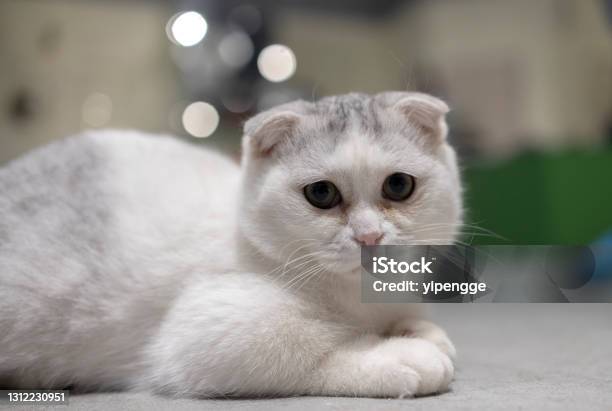 Scottish Fold Cat Stock Photo - Download Image Now - Scottish Fold Cat, Domestic Cat, White Color
