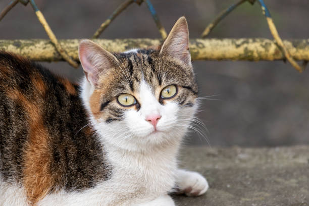 istock Portrait of a stray cat. 1312232317