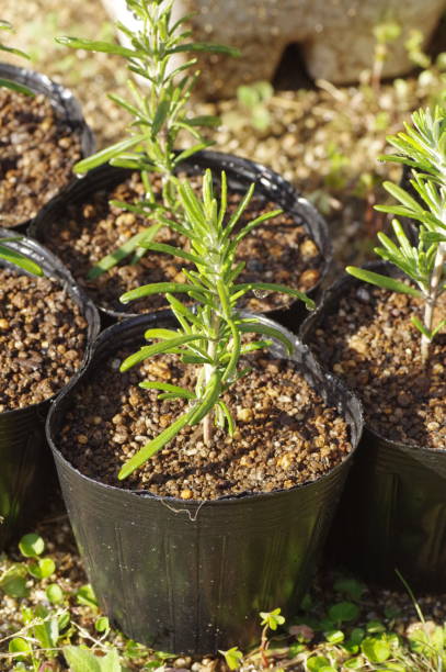 Young plant of rosemary Young plant of rosemary in the garden rosemary seedlings stock pictures, royalty-free photos & images