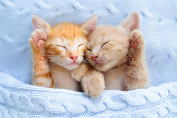 istock Baby cat. Ginger kitten sleeping under blanket 1312233370
