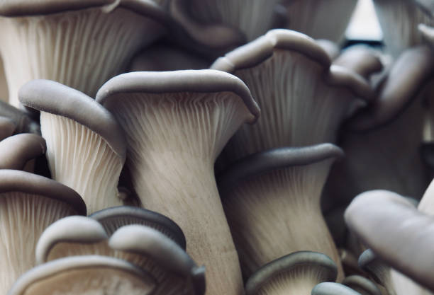 istock Fresh Organic Oyster Mushroom Background 1312233489