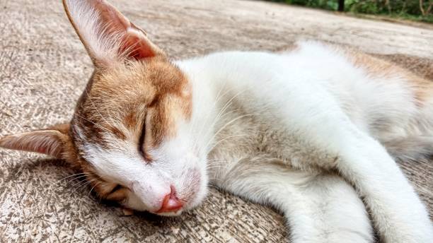 istock The village cat 1312233672