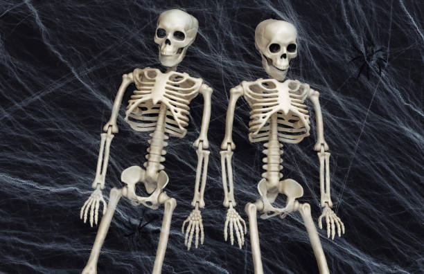 istock Halloween scary background, decoration. Two Fake skeleton, spiders with spider web on black background. Trick or treat. 1312236972