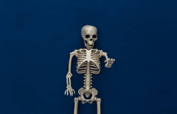 istock Fake skeleton on classic blue dark background. Halloween decoration, scary theme. Flat lay. Minimalism 1312237795
