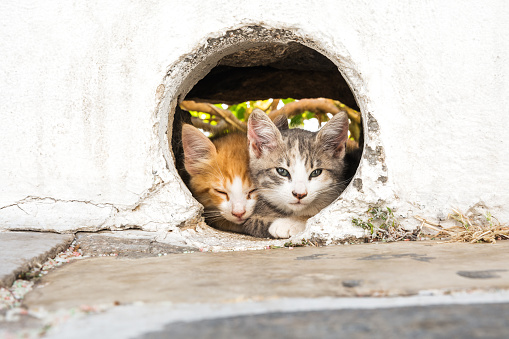 Young kittens resting in a hole in the wall (Milos, Cyclades, Greece).