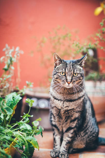 Tabby cat sitting in the balcony garden
