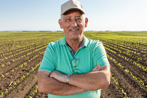 Male farmer working in a soybean agricultural field. About 65 years old, Caucasian man.