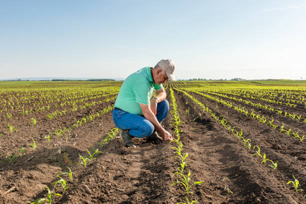 istock Senior farmer standing in corn field examining crop. 1312238214