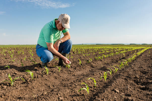 istock Senior farmer standing in corn field examining crop. 1312238257