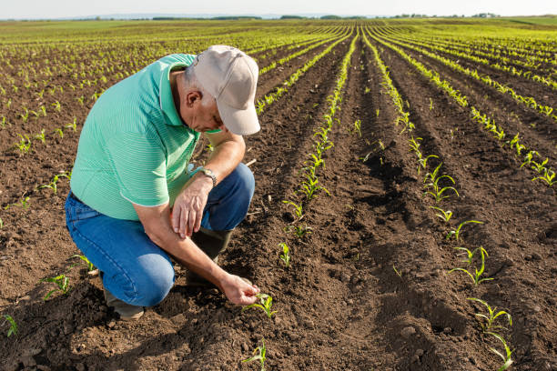 istock Senior farmer standing in corn field examining crop. 1312238259