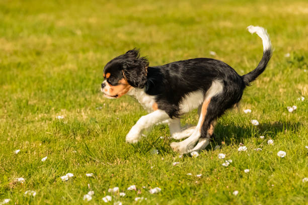 istock A dog cavalier king charles, puppy 1312238293