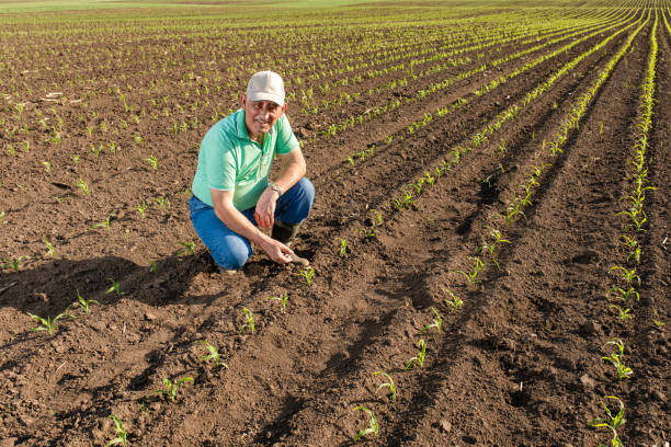 istock Senior farmer standing in corn field examining crop. 1312238307