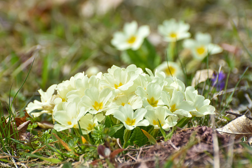Spring primroses flowers, primula polyanthus, white primroses in spring woods. Herbal Medicine,  cough syrup