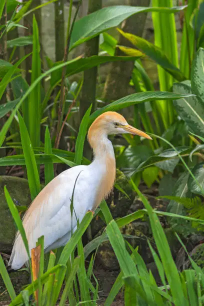 Egyptian Heron (Cattle Egret) during the breeding season. Chest, back and head are painted in bright red color.