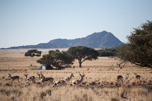 Springboks grazing in the field with a campsite in the background. WIld camping in Namibia.