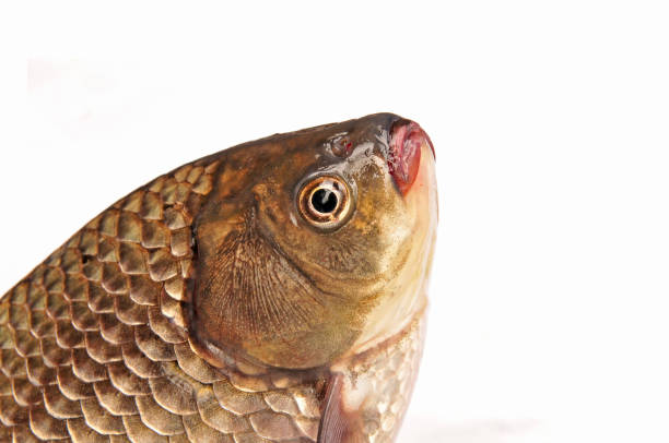 istock Isolated in the white background of fish 1312240290