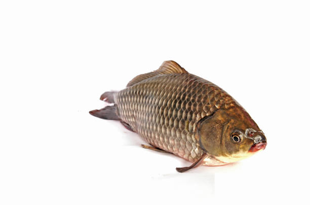 istock Isolated in the white background of fish 1312240566