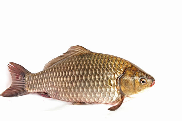 istock Isolated in the white background of fish 1312240593