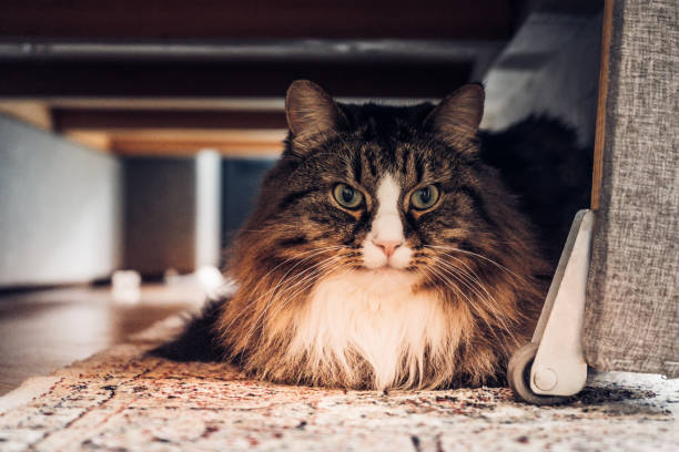 istock Domestic cat sitting under the couch 1312243894