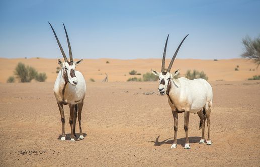 Free Namibia Image on Unsplash Free Namibia Image on Unsplash