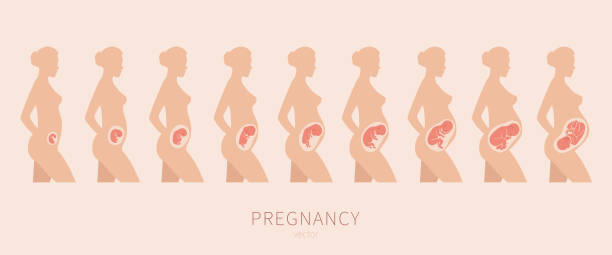 La croissance d’un fœtus humain dans le vecteur. Silhouette d’une femme enceinte - Illustration vectorielle
