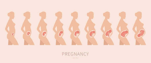 The growth of a human fetus in vector. Silhouette of a pregnant woman vector art illustration