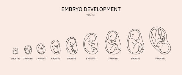 배아의 발달. 몇 달 안에 아기의 산전 발달. 임신. - embryology stock illustrations