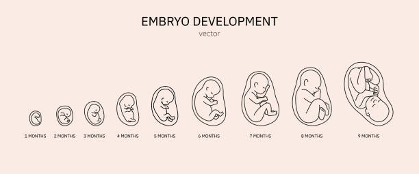Rozwój zarodka. Rozwój prenatalnej dziecka w ciągu miesiąca. Ciąży. – artystyczna grafika wektorowa