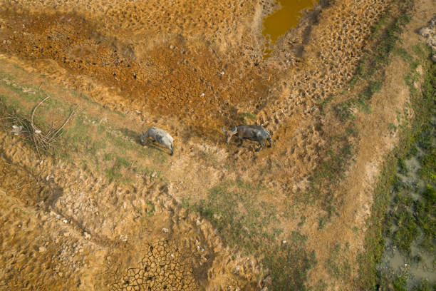 istock Herd of buffalo 1312248770