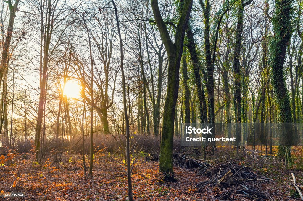 Forest Plänterwald in Berlin Autumn Stock Photo