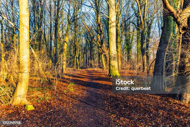 Forest Plänterwald In Berlin Stock Photo - Download Image Now - Autumn, Berlin, Beauty In Nature