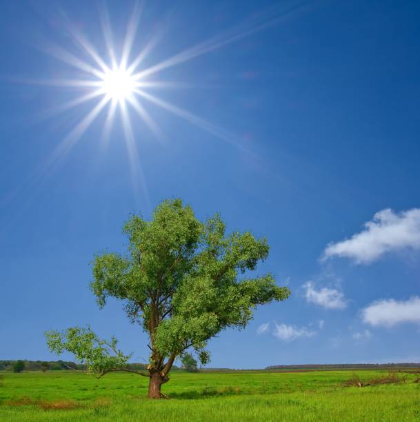 istock beautifull green tree in a steppe by a sunny day 1312249998