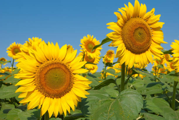 istock closeup yellow sunflowers 1312250074