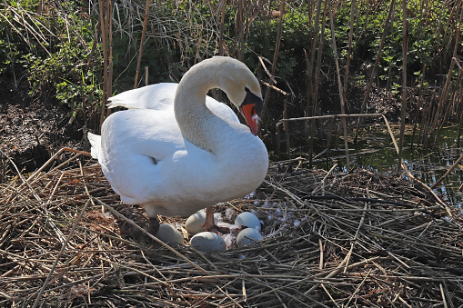Swans nesting, Marazion, Cornwall, England