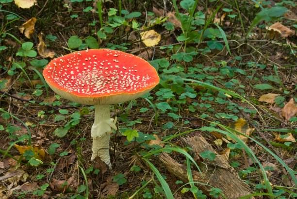 istock red fly-agaric mushroom in a grass 1312250245