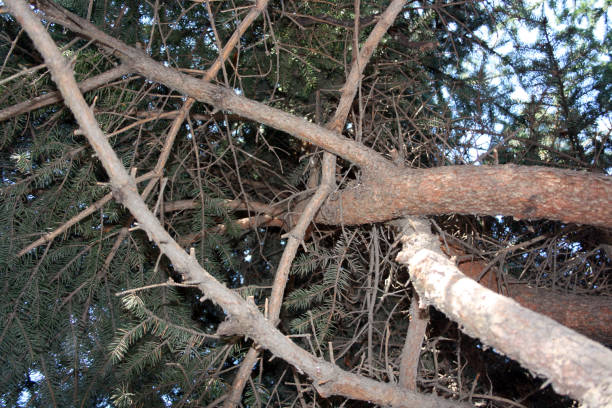 istock Branches of a blue spruce close-up. 1312253537