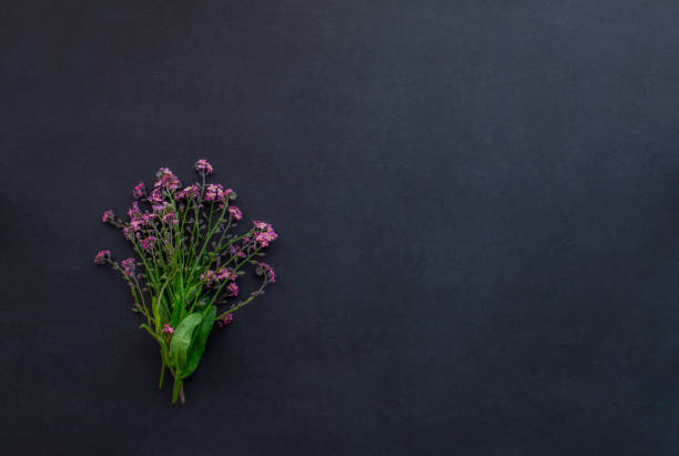 rosa forget-me-not flores ramo sobre un fondo negro - myosotis sylvatica fotografías e imágenes de stock