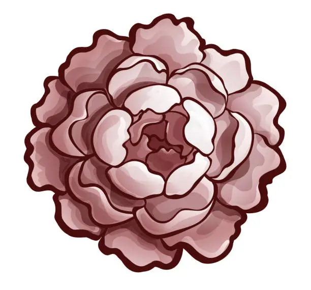 Vector illustration of Peony bud, top view. Monochrome in brown colors