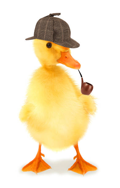 istock Duckling detective duck with pipe isolated on white background conceptual photo 1312254306